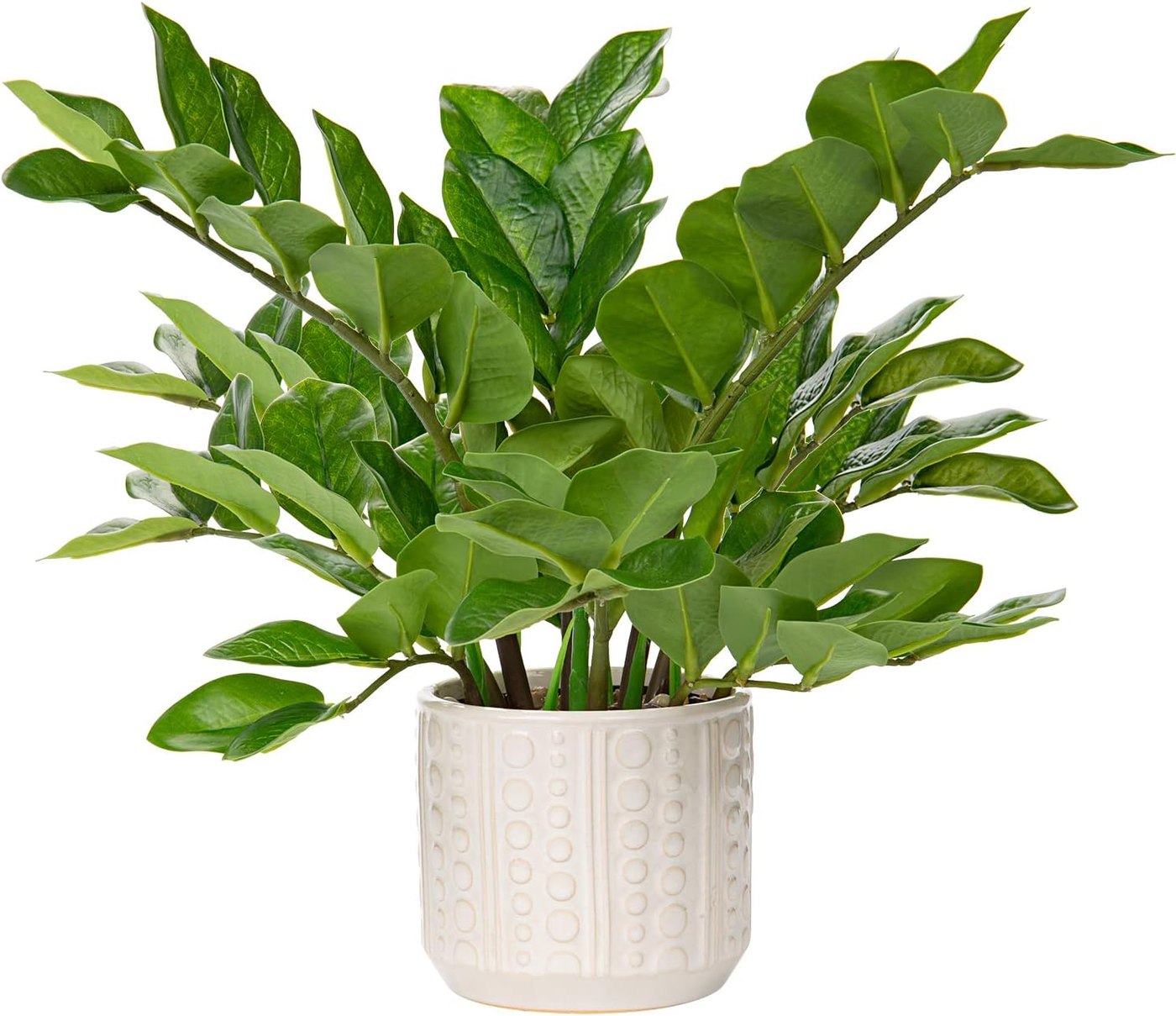 Artificial ZZ plant with broad upright leaves in a white ceramic pot